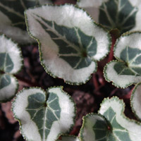 Cyclamen-persicum-Foliage-of-Dwarf-Cultivar