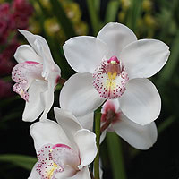 Cymbidium Orchid -Fair-Delight-Polar-Bear