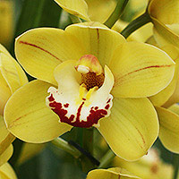 Cymbidium Orchid -One-Tree-Hill-Beenak