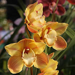 Cymbidium Orchid  Lunar Glow