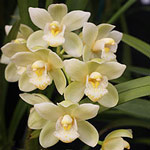 Cymbidium Orchid -pure-verd-kew