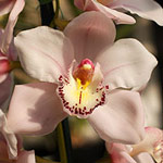 Cymbidium Orchid  Ruth Curran