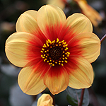Dahlia Flower
