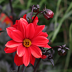 Red Dahlia Flower