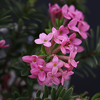 Daphne cneorum