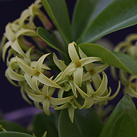 Daphne pontica