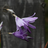 Dierama Plant