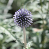 Echinops bannaticus 'Taplow Blue' 