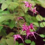 Epimedium-grandiflorum