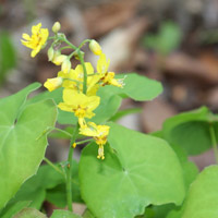 Epimedium-perralderianum