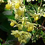 yellow epimedium