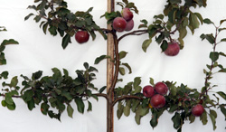 Espaliered Apple Tree