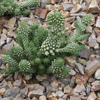 Euphorbia caput medusae