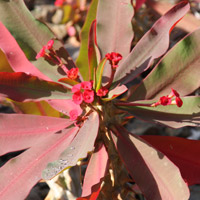 Euphorbia-milii-Crown-of-Thorns