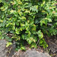Ficus Pumila - Creeping Fig