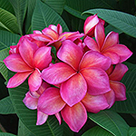 Frangipani Flower 'Unconditional Love' Courtesy Sacred Garden Rare Plants