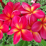 Frangipani Flower 'KJ Booker' Courtesy Sacred Garden Rare Plants