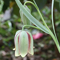 Fritillaria gussichiae