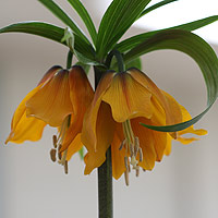 Fritillaria Imperialis