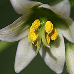 Fritillaria liliacea