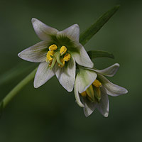 Fritillaria liliacea