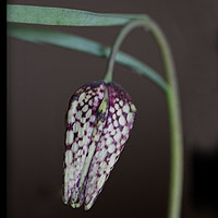 Fritillaria meleagris