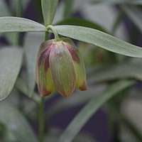 Fritillaria pontica