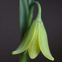 Fritillaria sibthorpiana