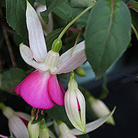 Fuchsia Plant