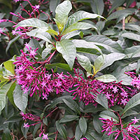 Fuchsia arborescens or Lilac Fuchsia