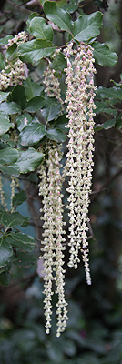 Garrya elliptica