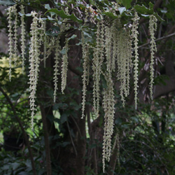 Silk Tassel Tree
