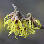 Hamamelis-x-intermedia-flower