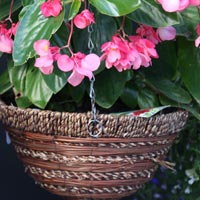 Hanging-Basket Begonia Flowers