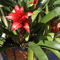 Hanging Basket with Bromelaid Plants