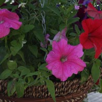 Hanging Basket Flowers