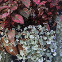 Hanging Basket Foliage Plants