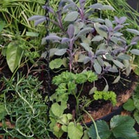 Hanging Basket Herb Plants