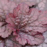 Heuchera foilage