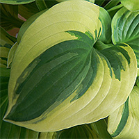 Hosta with Variegated Foliage
