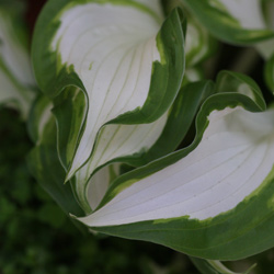 Hosta Plant 'marginata'