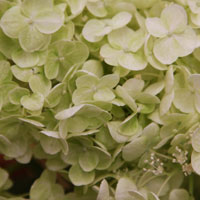 Hydrangea paniculata (Praecox-Hydrangea)