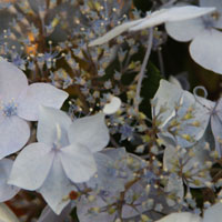 Hydrangea-serrata-'Blue-Deckle'