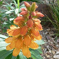 Isoplexis canariensis