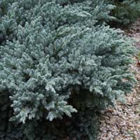 Juniperus squamata Blue-Star'