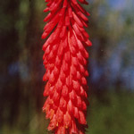 Red Hot Poker Plant