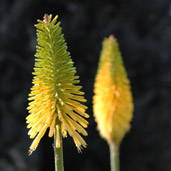 Kniphofia