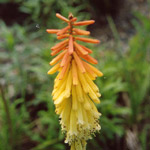 Multi Color Kniphofia