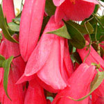 Lapageria Rosea or Chilean Bellfower