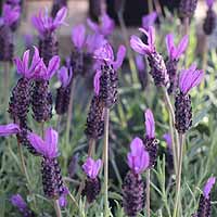 Lavender Plant in Flower